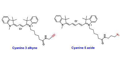 Clickable Cyanine Dyes